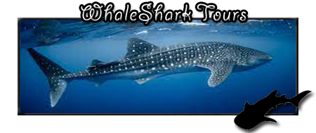 Whale shark / whaleshark tours in La Paz
