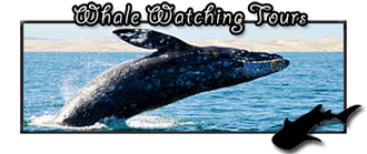 Whale Watching in La PAz Baja California Sur Mexico