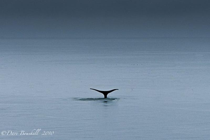 whale watching in in La Paz bay